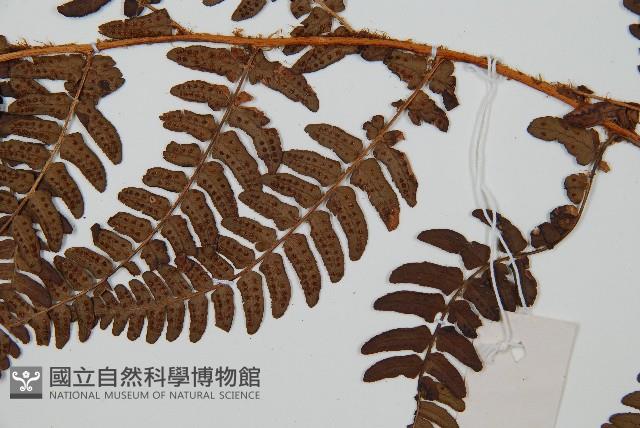 闊鱗鱗毛蕨藏品圖，第4張