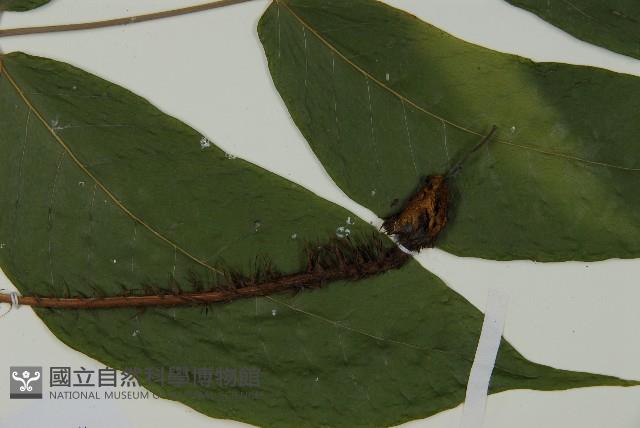 南投三叉蕨藏品圖，第4張