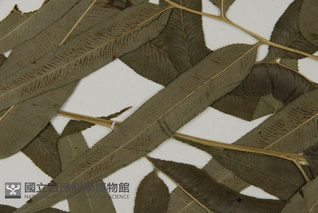 華鳳丫蕨藏品圖，第4張