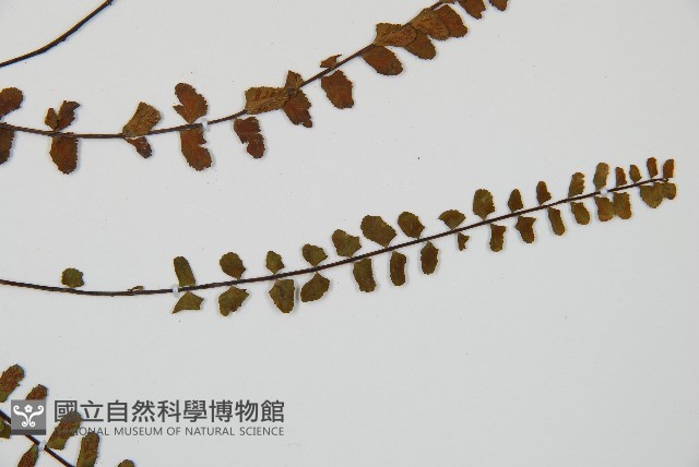 鐵角蕨藏品圖，第4張