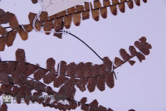 Accession Number:P009032 Collection Image, Figure 4, Total 4 Figures