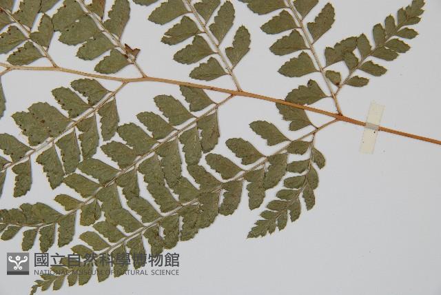斜方複葉耳蕨藏品圖，第3張