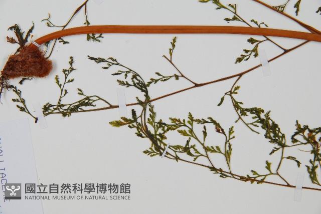 登錄號:P010032藏品圖，第4張