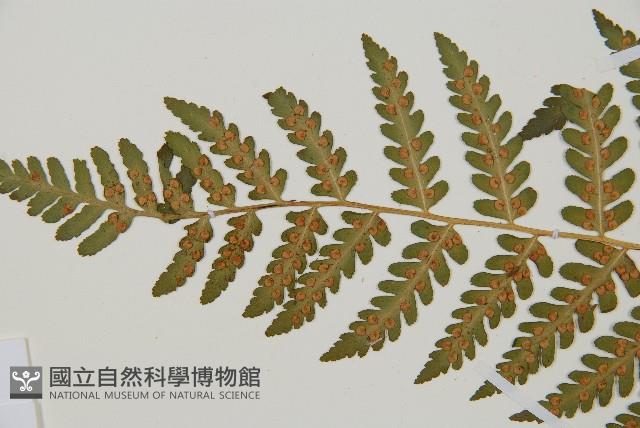 擬岩蕨藏品圖，第4張