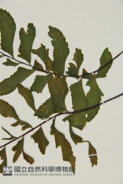 剪葉鐵角蕨藏品圖，第4張