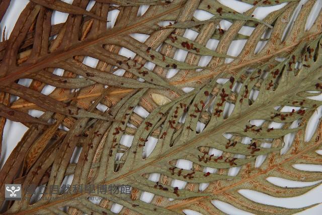 臺灣狗脊蕨藏品圖，第3張