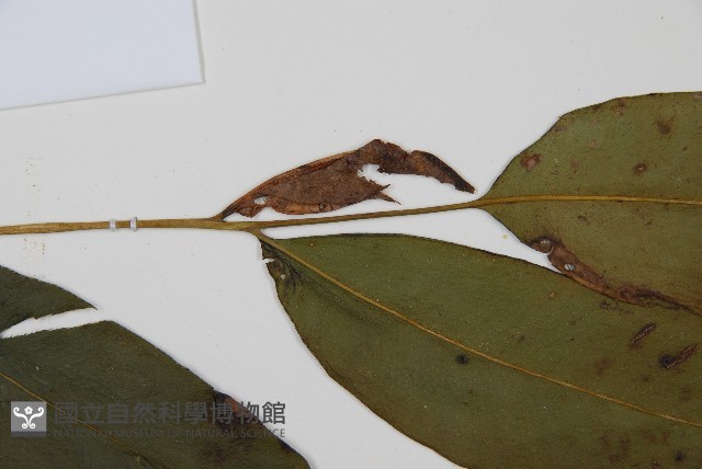 隱脈細柄雙蓋蕨藏品圖，第4張