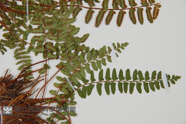 岩蕨藏品圖，第4張