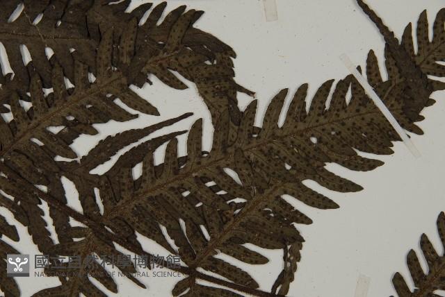 高士佛擬肋毛蕨藏品圖，第4張