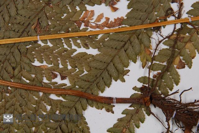 粗毛鱗蓋蕨藏品圖，第4張