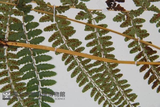 姬蹄蓋蕨藏品圖，第3張