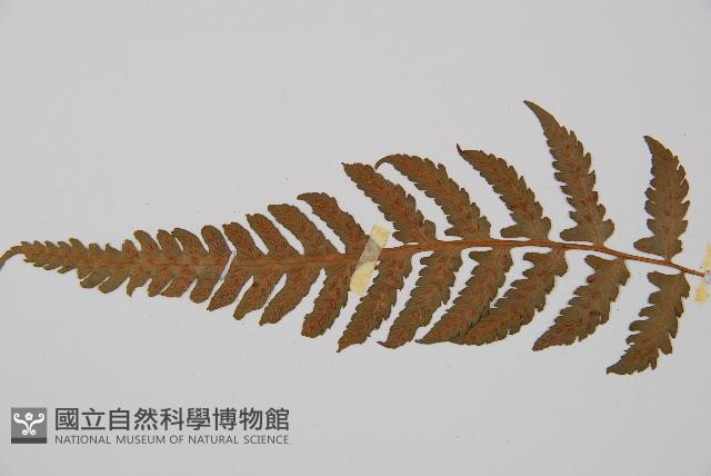 假蹄蓋蕨、東洋蹄蓋蕨藏品圖，第4張