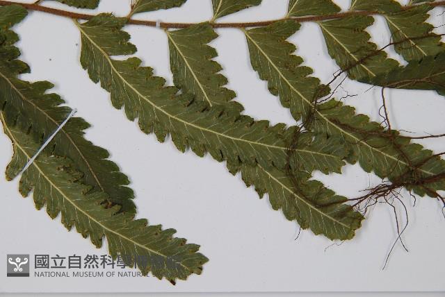 登錄號:P012432藏品圖，第4張