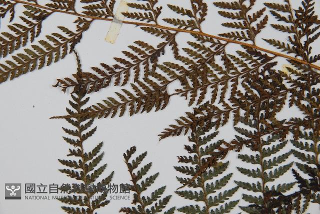 司氏碗蕨藏品圖，第4張