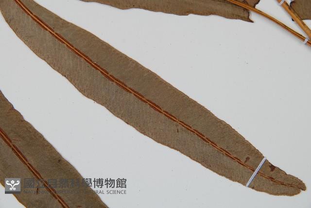 崇澍蕨藏品圖，第4張