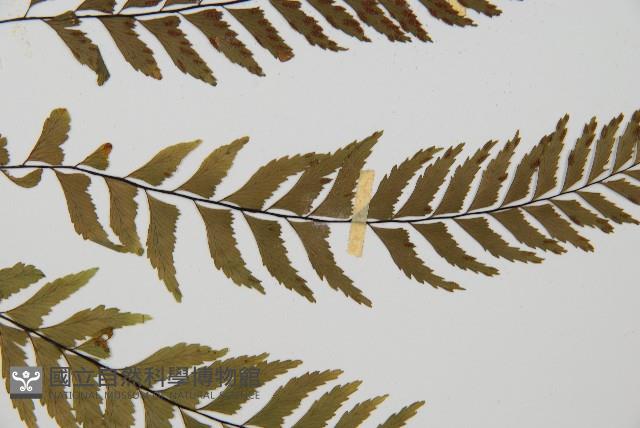 單邊鐵角蕨藏品圖，第4張