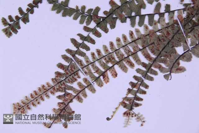 生芽鐵角蕨藏品圖，第4張