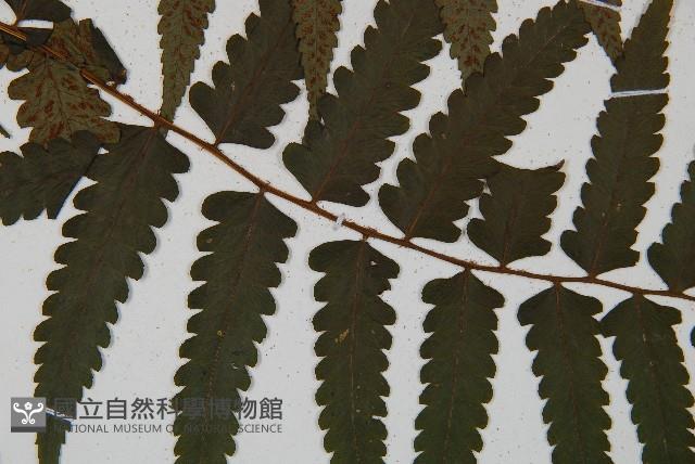 刺柄雙蓋蕨藏品圖，第7張