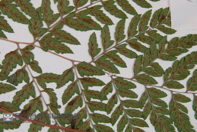 紅柄蹄蓋蕨藏品圖，第4張