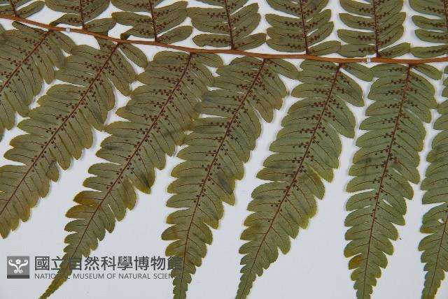 蘭嶼筆筒樹、蘭嶼桫欏藏品圖，第4張