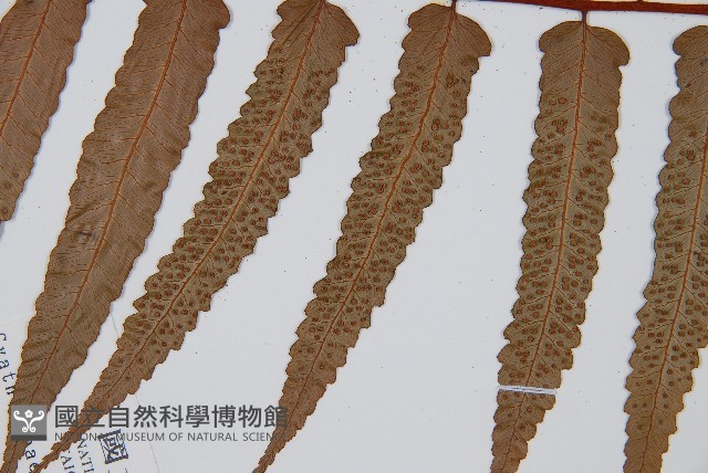黑桫蕨藏品圖，第4張