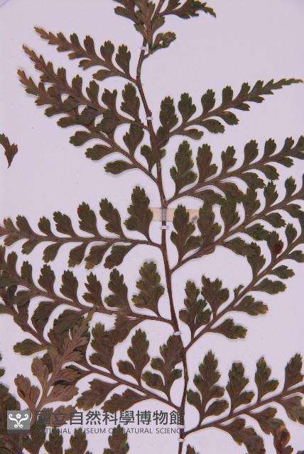 大鐵角蕨藏品圖，第4張