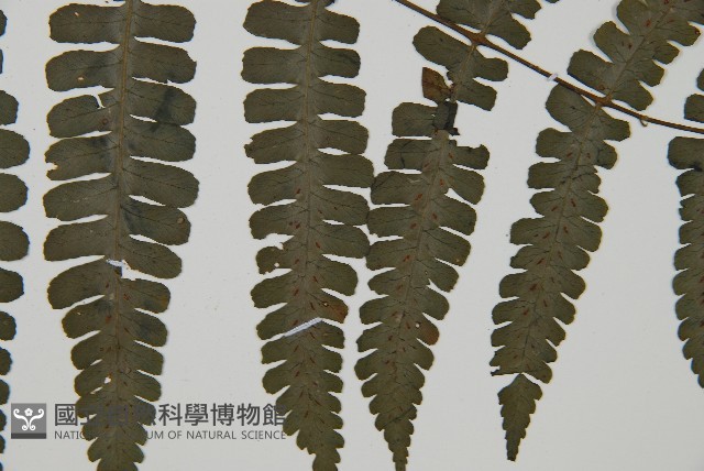 貞蕨藏品圖，第4張