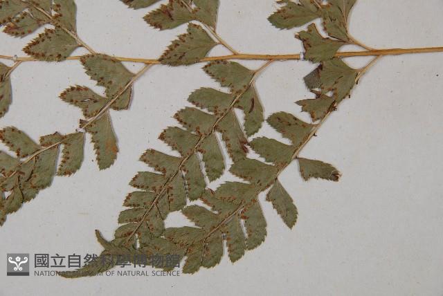 斜方複葉耳蕨藏品圖，第3張