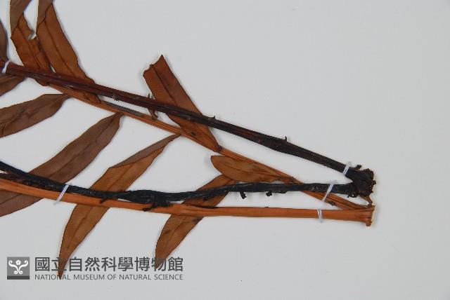 烏毛蕨藏品圖，第3張