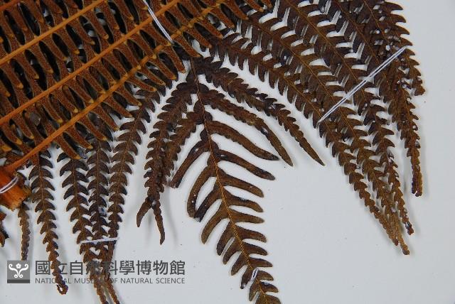 登錄號:P009762藏品圖，第7張