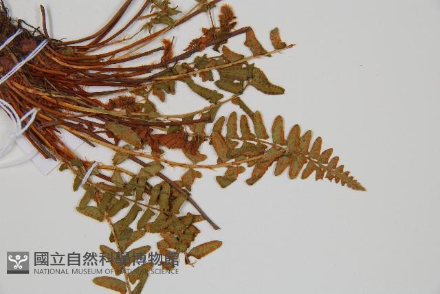 岩蕨藏品圖，第4張