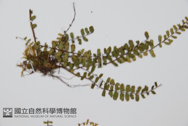 三翅鐵角蕨藏品圖，第4張