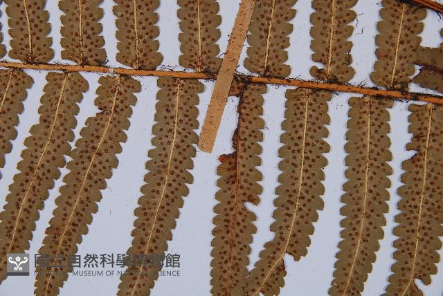 桫欏鱗毛蕨藏品圖，第4張