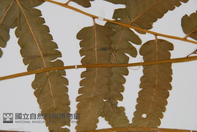 華中峨眉蕨藏品圖，第4張