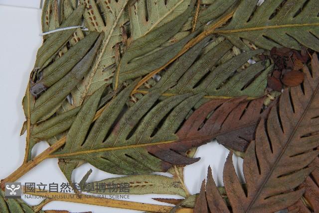 臺灣狗脊蕨藏品圖，第4張