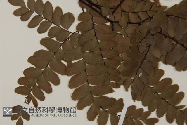 扇葉鐵線蕨藏品圖，第3張