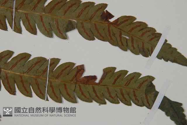 日本狗脊蕨藏品圖，第4張