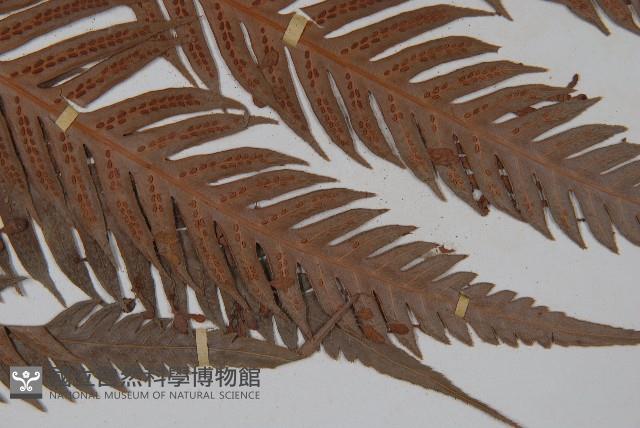 東方狗脊蕨藏品圖，第3張