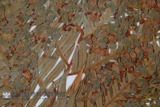 東方狗脊蕨藏品圖，第4張