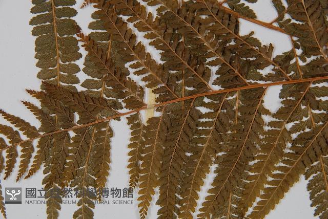 粗毛鱗蓋蕨藏品圖，第4張