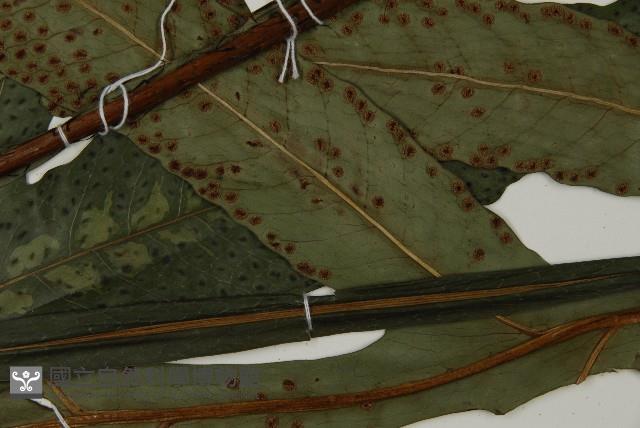 翅柄三叉蕨藏品圖，第4張