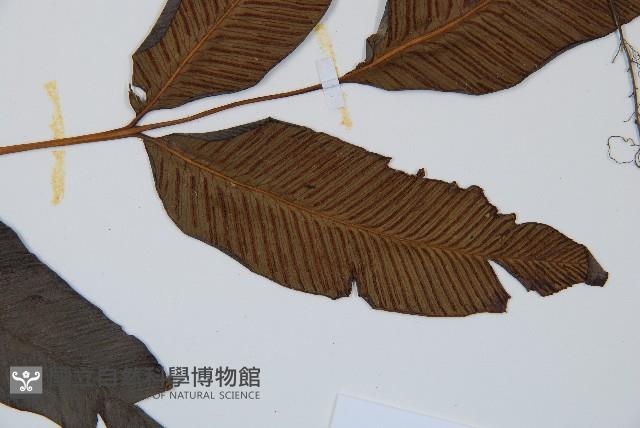 細柄雙蓋蕨藏品圖，第4張