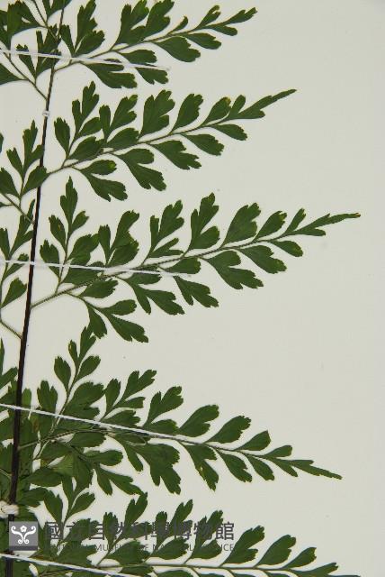 大黑柄鐵角蕨、黃鱗鐵角蕨、大羽鐵角蕨藏品圖，第4張