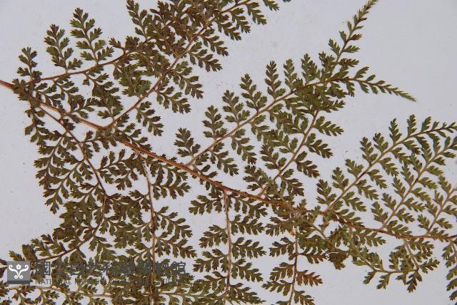 登錄號:P003862藏品圖，第4張