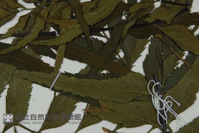 革葉鐵角蕨藏品圖，第4張