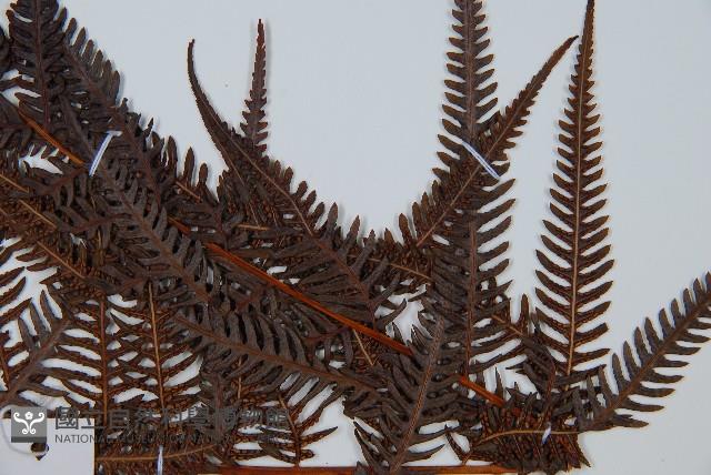 金狗毛蕨藏品圖，第4張