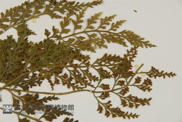 骨碎補鐵角蕨藏品圖，第4張