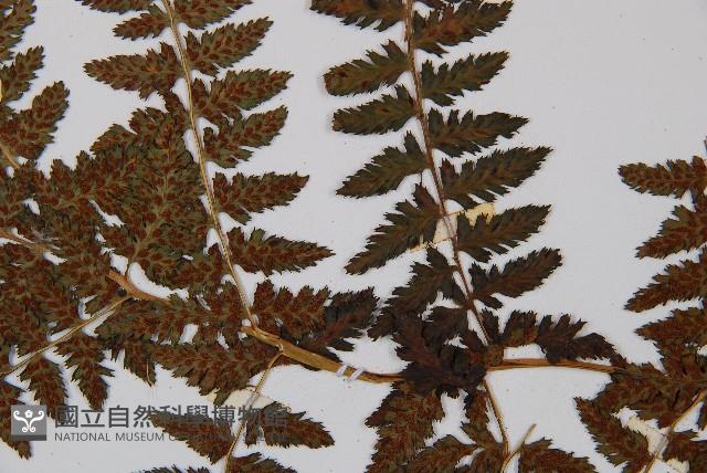 山蹄蓋蕨藏品圖，第4張