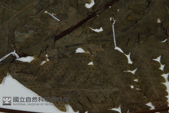 陰地三叉蕨藏品圖，第4張