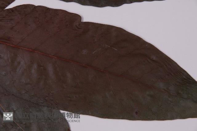 沙皮蕨藏品圖，第3張